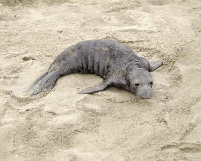 Seal, Northern Elephant, Pup-010110-Piedras Blancas, CA, Pacific Ocean-#0169.jpg