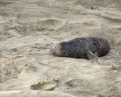 Seal, Northern Elephant, Pup-010210-Piedras Blancas, CA, Pacific Ocean-#0110.jpg