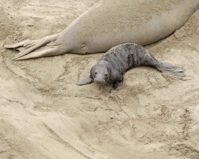 Seal, Northern Elephant, Pup-123009-Piedras Blancas, CA, Pacific Ocean-#0189.jpg