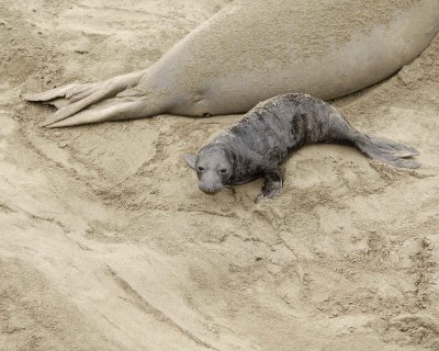 Seal, Northern Elephant, Pup-123009-Piedras Blancas, CA, Pacific Ocean-#0196.jpg