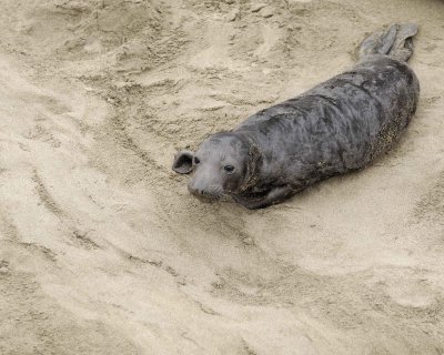 Seal, Northern Elephant, Pup-123009-Piedras Blancas, CA, Pacific Ocean-#0254.jpg