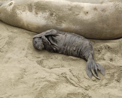 Seal, Northern Elephant, Pup-123009-Piedras Blancas, CA, Pacific Ocean-#0388.jpg