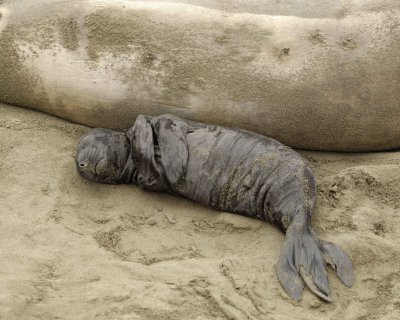 Seal, Northern Elephant, Pup-123009-Piedras Blancas, CA, Pacific Ocean-#0392.jpg