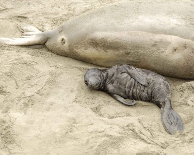 Seal, Northern Elephant, Pup-123009-Piedras Blancas, CA, Pacific Ocean-#0400.jpg