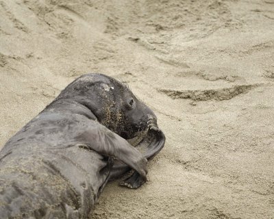Seal, Northern Elephant, Pup-123009-Piedras Blancas, CA, Pacific Ocean-#0422.jpg