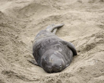 Seal, Northern Elephant, Pup-123009-Piedras Blancas, CA, Pacific Ocean-#0889.jpg