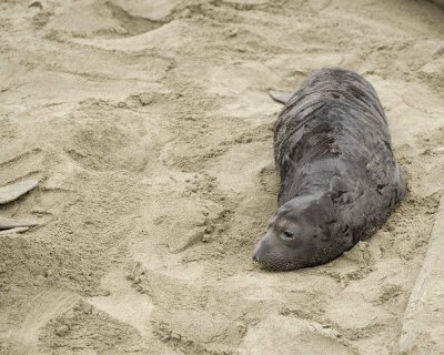 Seal, Northern Elephant, Pup-123009-Piedras Blancas, CA, Pacific Ocean-#0983.jpg
