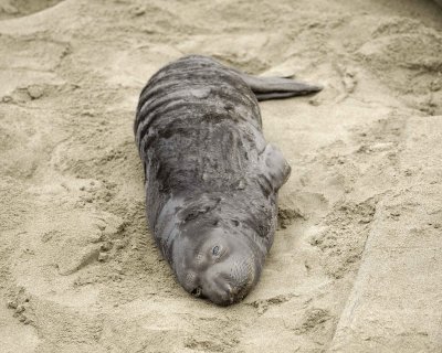 Seal, Northern Elephant, Pup-123009-Piedras Blancas, CA, Pacific Ocean-#0998.jpg