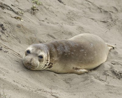 Seal, Northern Elephant, Yearling-010110-Piedras Blancas, CA, Pacific Ocean-#1287.jpg