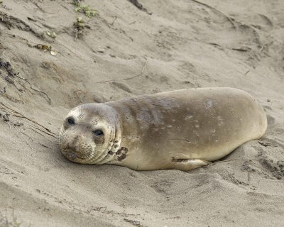 Seal, Northern Elephant, Yearling-010110-Piedras Blancas, CA, Pacific Ocean-#1291.jpg