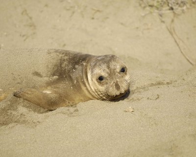 Seal, Northern Elephant, Yearling-123109-Piedras Blancas, CA, Pacific Ocean-#1068.jpg