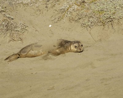 Seal, Northern Elephant, Yearling-123109-Piedras Blancas, CA, Pacific Ocean-#1075.jpg