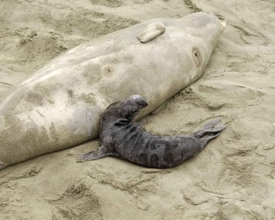 Seal, Northern Elephant, nursing Pup-123009-Piedras Blancas, CA, Pacific Ocean-#0101.jpg