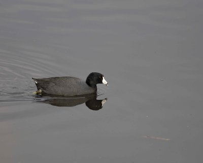 Gallery of American Coot