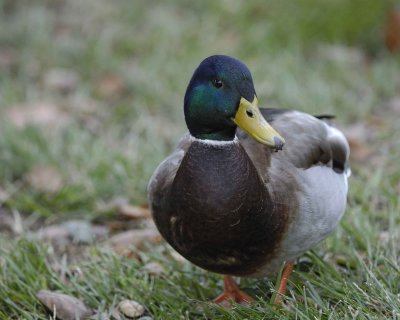 Duck, Mallard, Drake-020310-Santee Lakes, CA-#0720.jpg