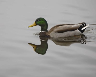 Duck, Mallard, Drake-020310-Santee Lakes, CA-#0782.jpg