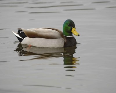 Duck, Mallard, Drake-020310-Santee Lakes, CA-#0890.jpg