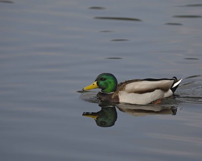 Duck, Mallard, Drake-020310-Santee Lakes, CA-#0972.jpg