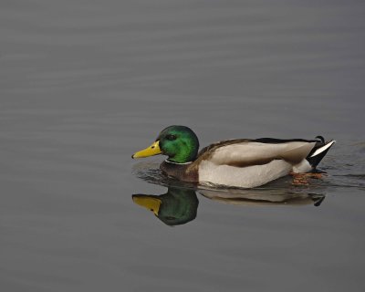 Duck, Mallard, Drake-020310-Santee Lakes, CA-#0977.jpg