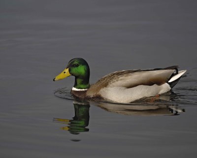 Duck, Mallard, Drake-020310-Santee Lakes, CA-#0994.jpg