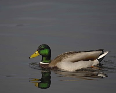 Duck, Mallard, Drake-020310-Santee Lakes, CA-#0996.jpg