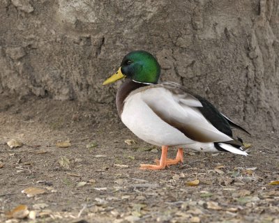 Duck, Mallard, Drake-020310-Santee Lakes, CA-#1247.jpg