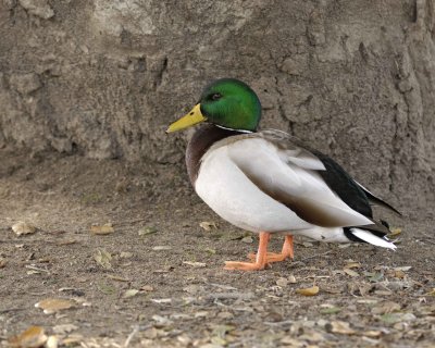 Duck, Mallard, Drake-020310-Santee Lakes, CA-#1251.jpg