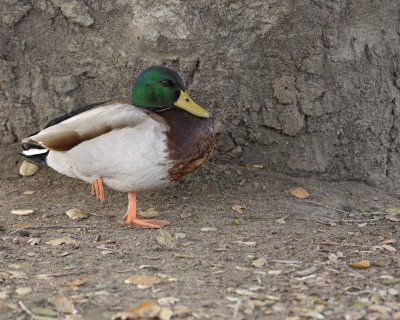 Duck, Mallard, Drake-020310-Santee Lakes, CA-#1268.jpg