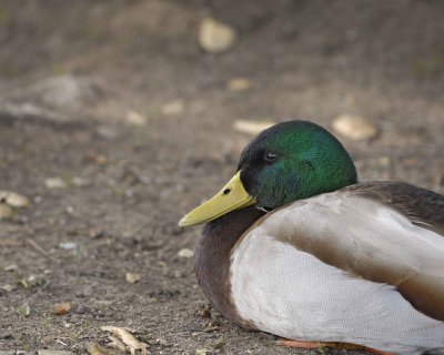 Duck, Mallard, Drake-020310-Santee Lakes, CA-#1272.jpg