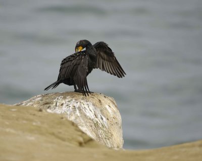 Cormorant, Double-crested-020310-La Jolla, CA-#0548.jpg