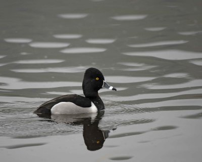 Duck, Ring-Necked, Drake-020310-Santee Lakes, CA-#0747.jpg
