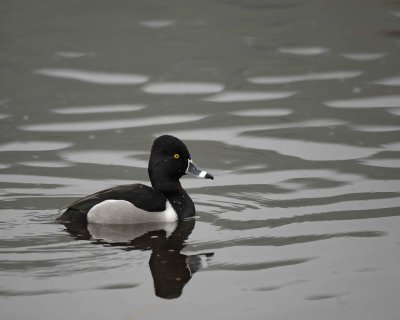 Duck, Ring-Necked, Drake-020310-Santee Lakes, CA-#0748.jpg