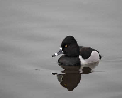 Duck, Ring-Necked, Drake-020310-Santee Lakes, CA-#0769.jpg