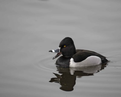 Duck, Ring-Necked, Drake-020310-Santee Lakes, CA-#0770.jpg