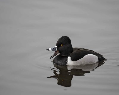 Duck, Ring-Necked, Drake-020310-Santee Lakes, CA-#0771.jpg