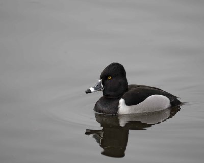 Duck, Ring-Necked, Drake-020310-Santee Lakes, CA-#0774.jpg