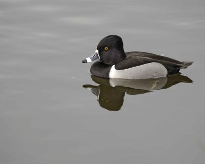 Duck, Ring-Necked, Drake-020310-Santee Lakes, CA-#0805.jpg