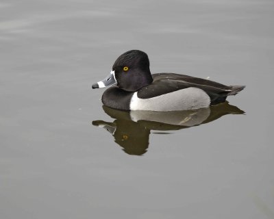 Duck, Ring-Necked, Drake-020310-Santee Lakes, CA-#0806.jpg