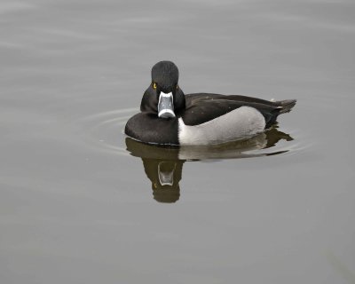 Duck, Ring-Necked, Drake-020310-Santee Lakes, CA-#0809.jpg