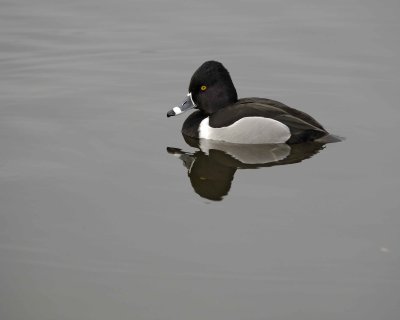 Duck, Ring-Necked, Drake-020310-Santee Lakes, CA-#0813.jpg