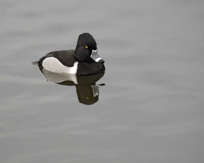 Duck, Ring-Necked, Drake-020310-Santee Lakes, CA-#0820.jpg