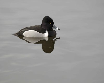 Duck, Ring-Necked, Drake-020310-Santee Lakes, CA-#0821.jpg