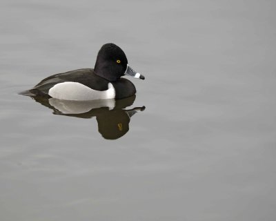 Duck, Ring-Necked, Drake-020310-Santee Lakes, CA-#0823.jpg