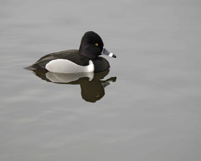 Duck, Ring-Necked, Drake-020310-Santee Lakes, CA-#0824.jpg