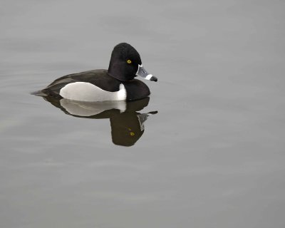 Duck, Ring-Necked, Drake-020310-Santee Lakes, CA-#0826.jpg