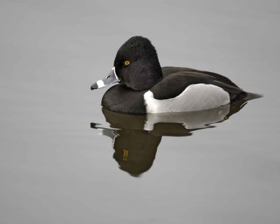 Gallery of Ring-Necked Duck