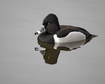 Duck, Ring-Necked, Drake-020310-Santee Lakes, CA-#0851.jpg