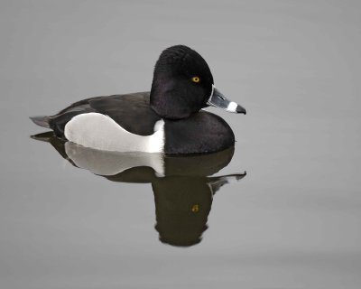 Duck, Ring-Necked, Drake-020310-Santee Lakes, CA-#0858.jpg