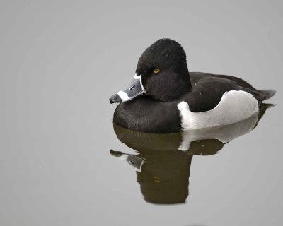Duck, Ring-Necked, Drake-020310-Santee Lakes, CA-#0869.jpg