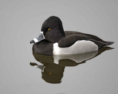 Duck, Ring-Necked, Drake-020310-Santee Lakes, CA-#0871.jpg